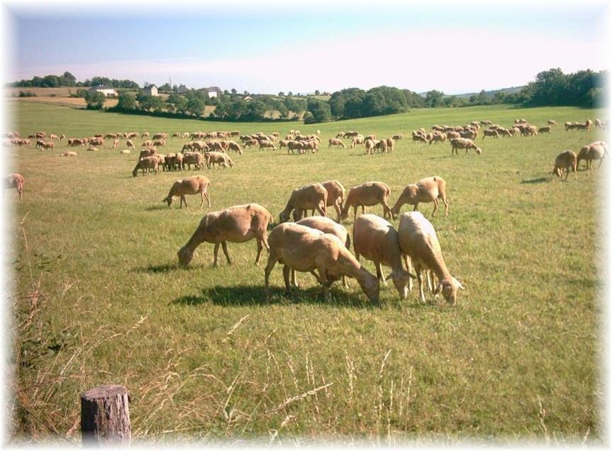 Les Palmiers Des Causses Saint-Rome-de-Tarn Exterior foto